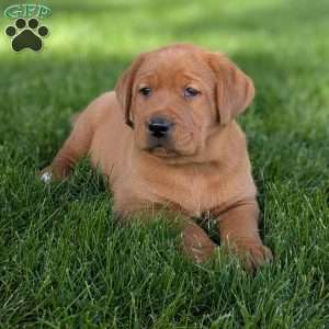 Hazel, Fox Red Labrador Retriever Puppy